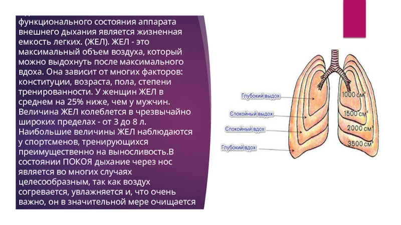 Спирометр Спирометр